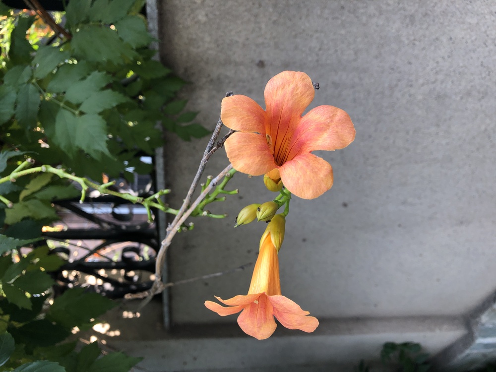 Trumpet Creeper,Flower,Plant