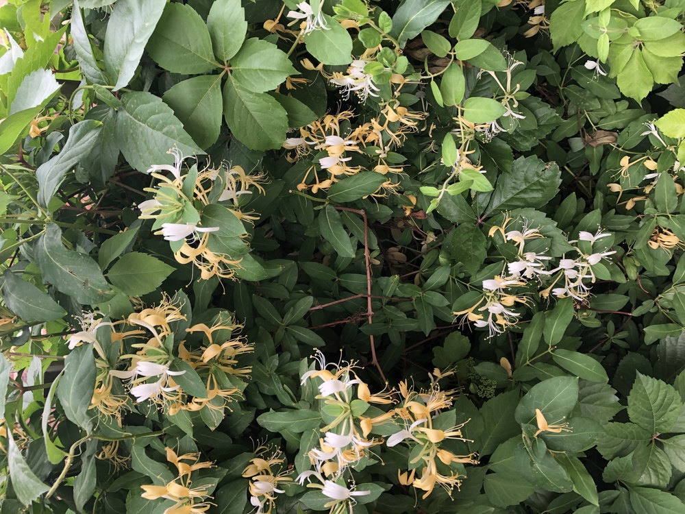 Honeysuckle,Groundcover,Others