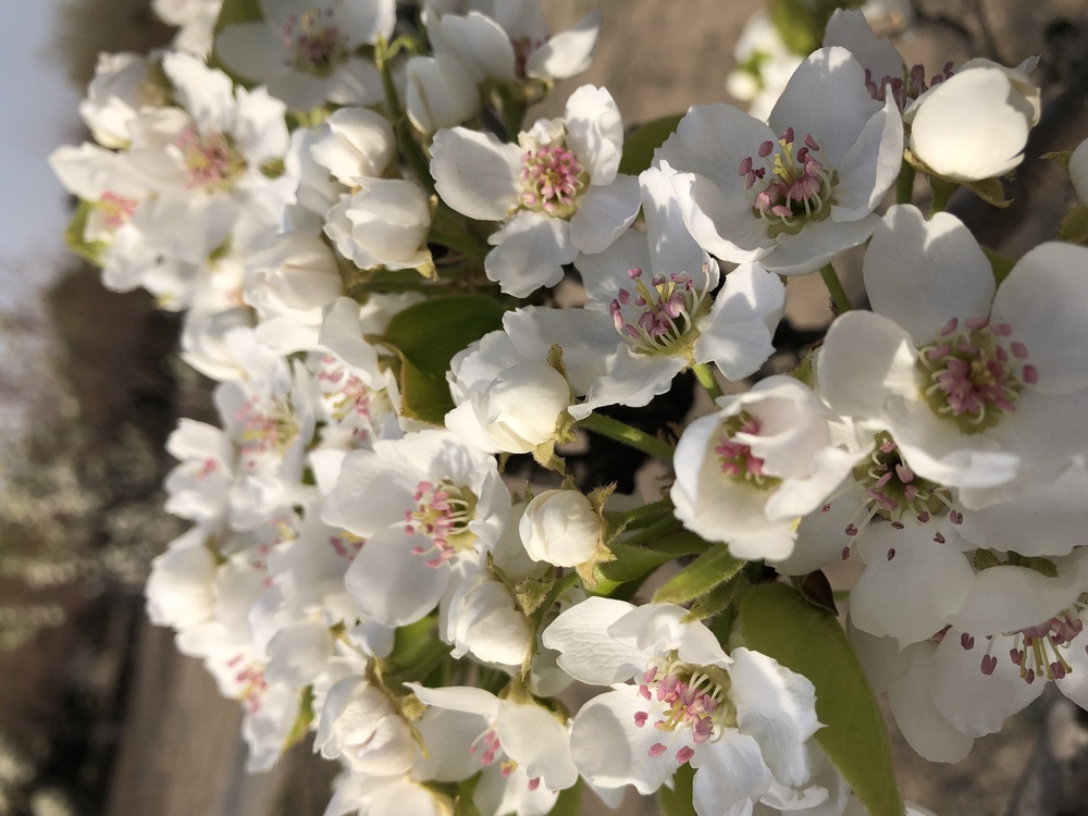 Cherry Blossom,Prunus,01wh