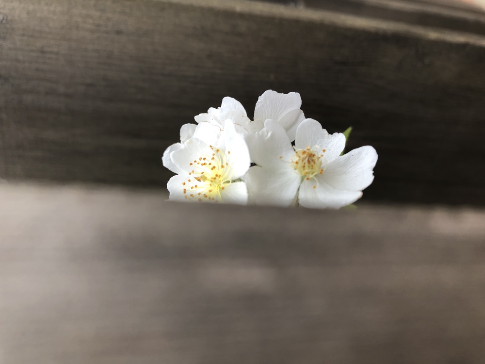 Cherry Blossom,01wh,Stau150 Minvuncnr Ad