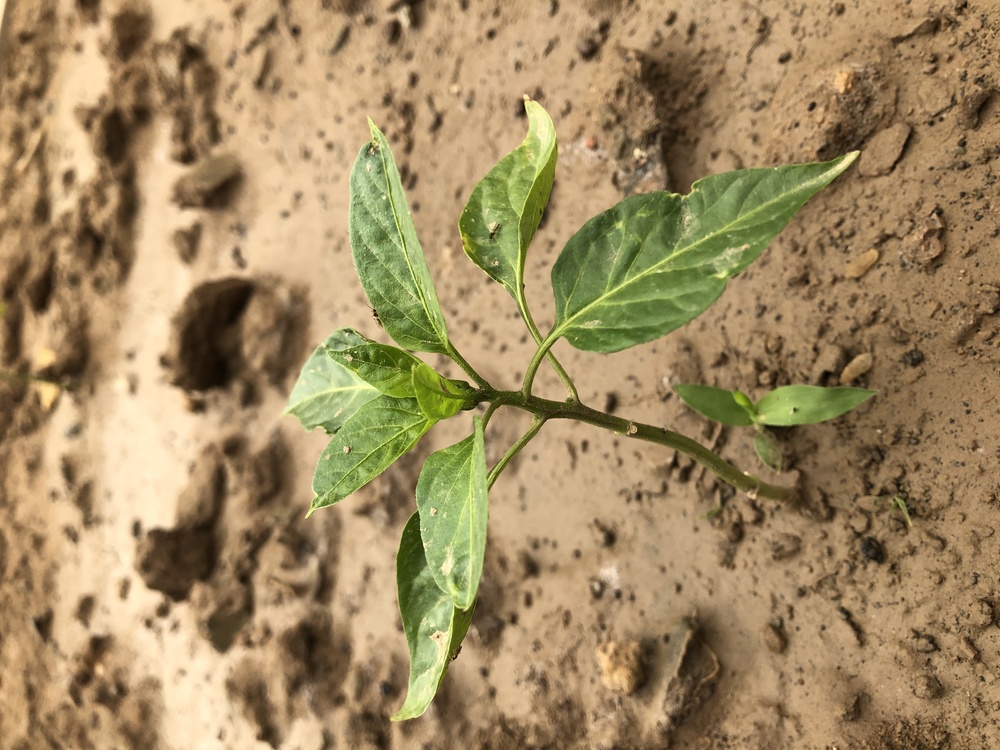 Cash Crop,Plant Stem,Leaf