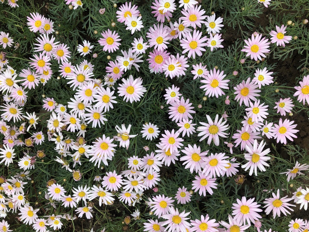 Oxeye Daisy,Chrysanthemum,Marguerite Daisy