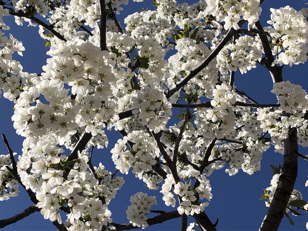 Cherry Blossom,Blackthorn,Shadbush