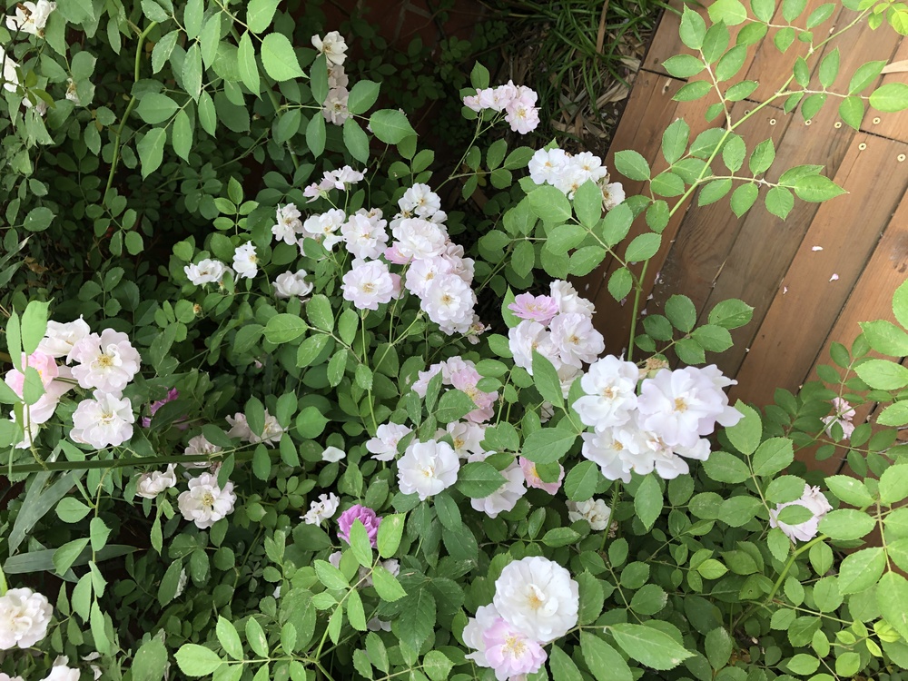 Floribunda,Cabbage Rose,Memorial Rose