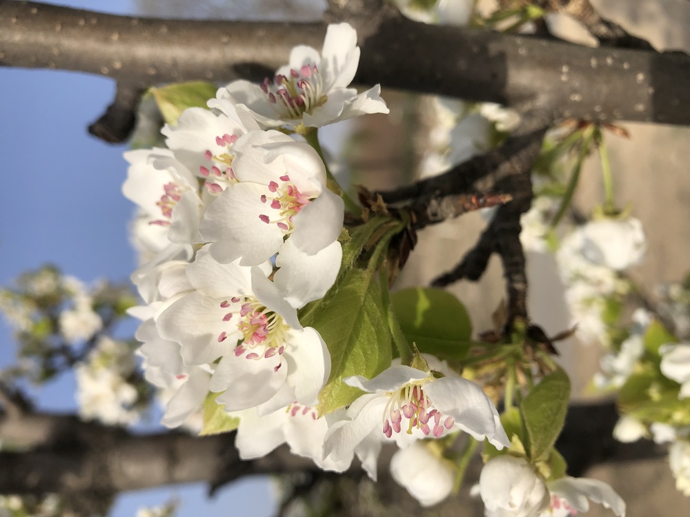Cherry Blossom,01wh,Stau150 Minvuncnr Ad