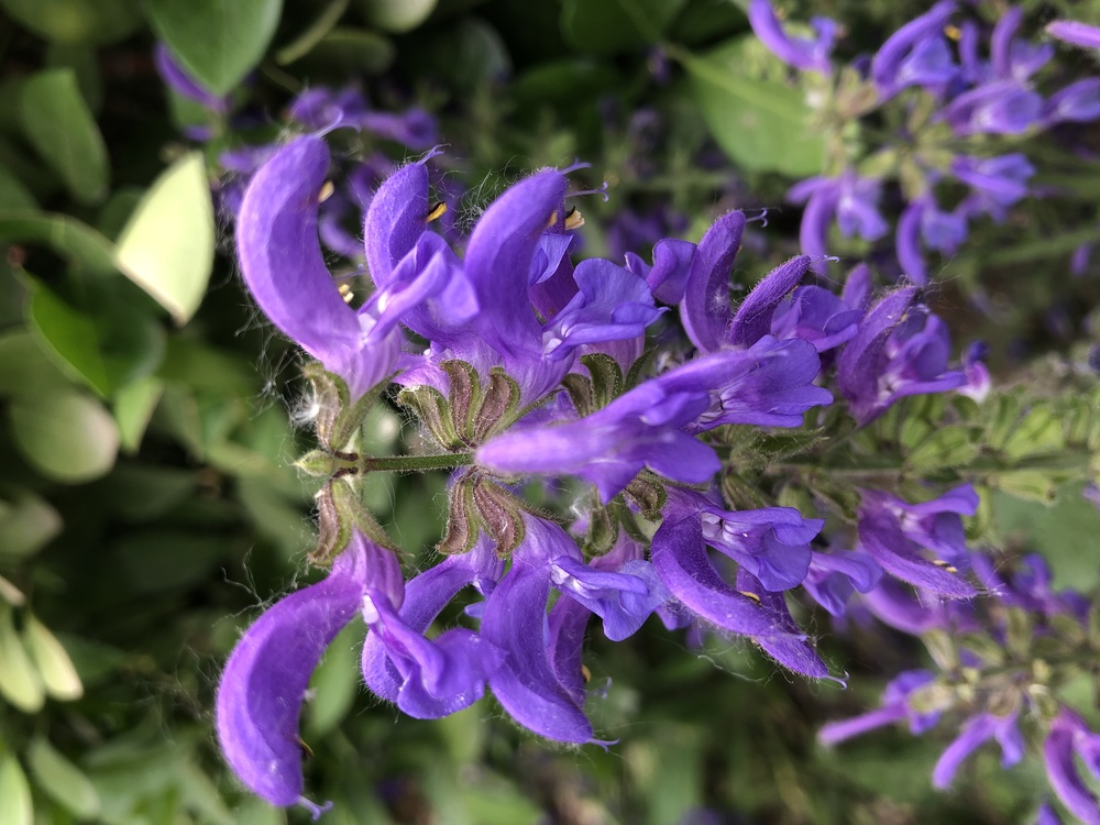 Lavender,Subshrub,Common Sage