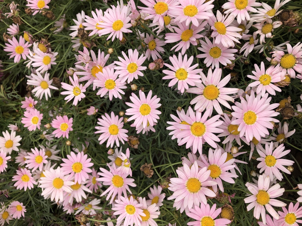 Oxeye Daisy,Chrysanthemum,Marguerite Daisy