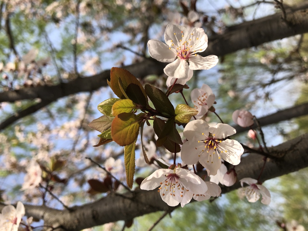 Twig,Prunus,Cherry Blossom
