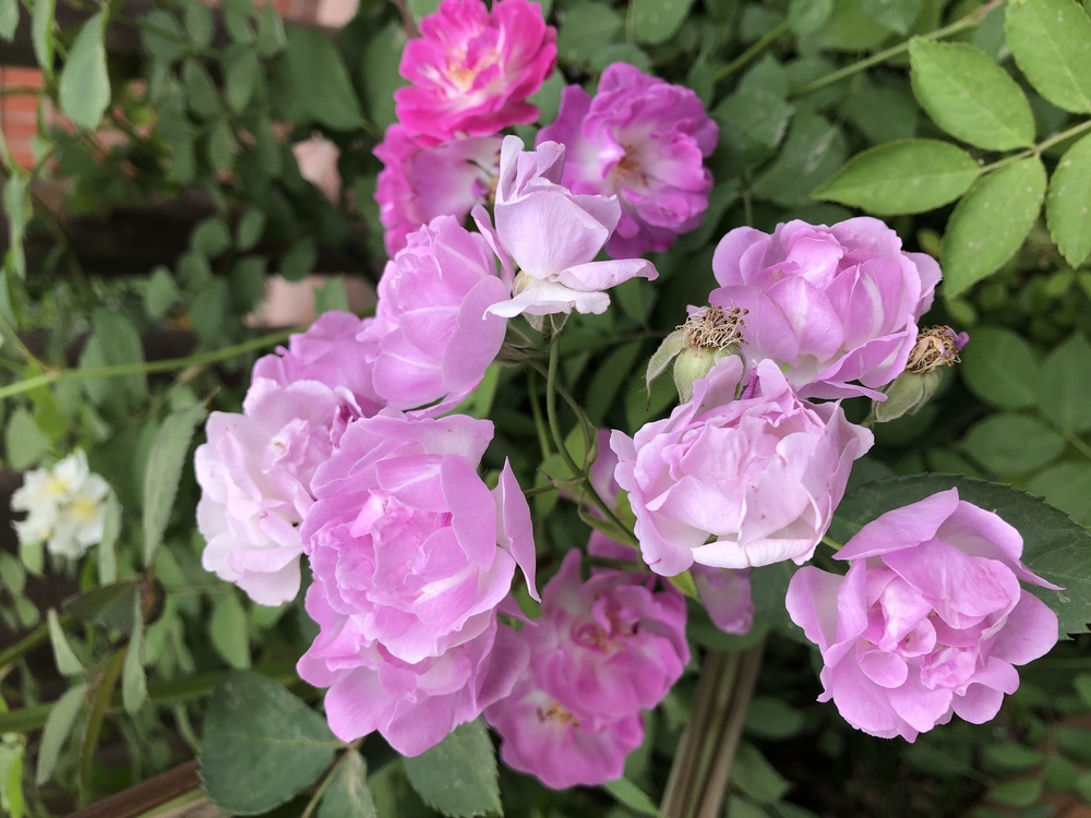 Floribunda,Garden Roses,Multiflora Rose