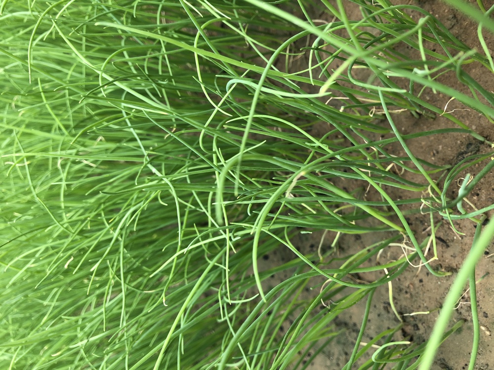 Sweet Grass,Yellow Nutsedge,Plant Stem