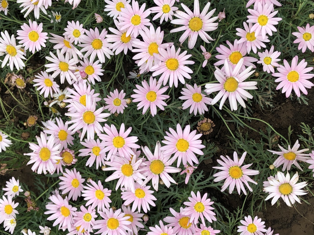 Oxeye Daisy,Marguerite Daisy,Chrysanthemum