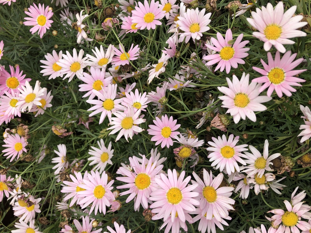 Oxeye Daisy,Marguerite Daisy,Chrysanthemum