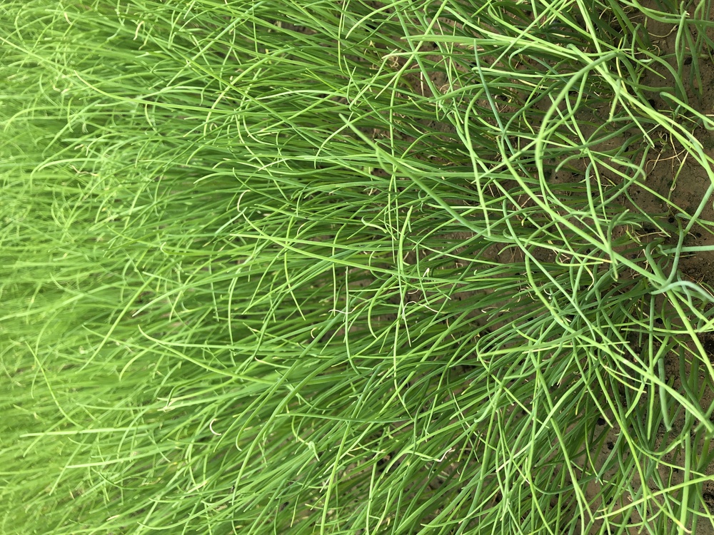 Sweet Grass,Yellow Nutsedge,Vetiver