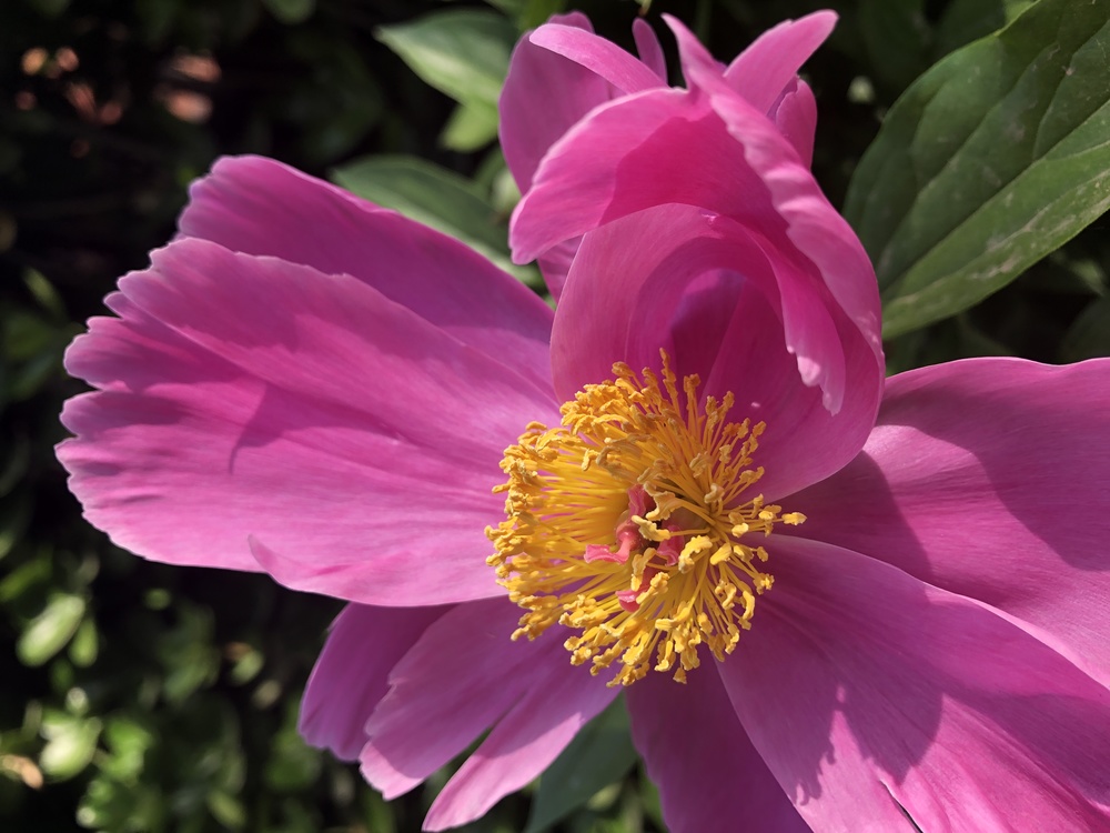 Herbaceous Plant,Annual Plant,Peony