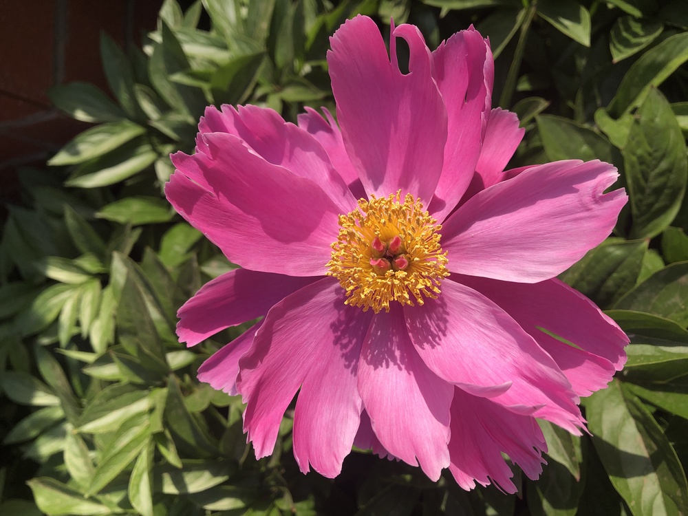 Garden Cosmos,Herbaceous Plant,Annual Plant