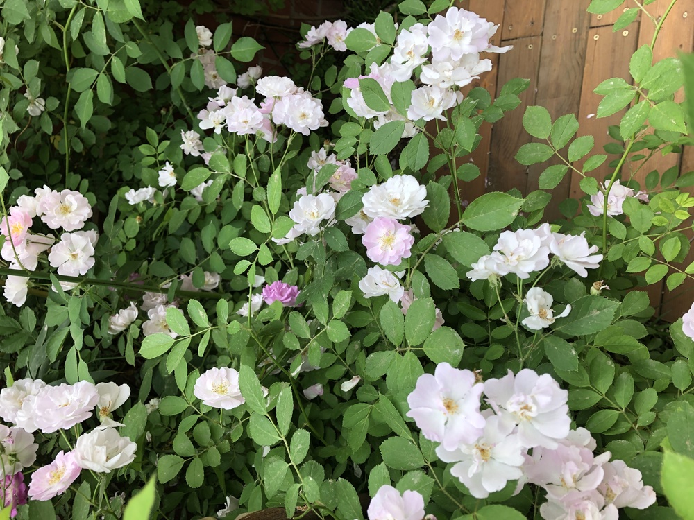 Floribunda,Multiflora Rose,Cabbage Rose