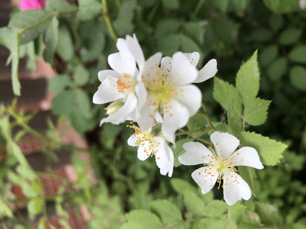 Dogrose,Multiflora Rose,Evergreen Rose