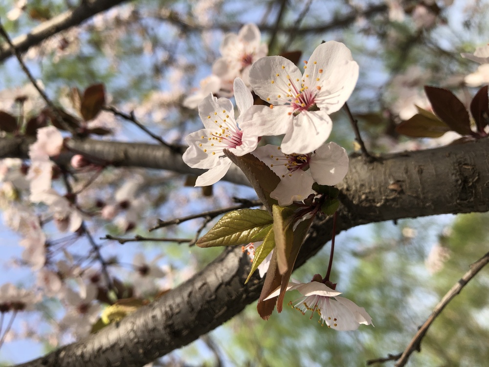 Twig,Prunus,Cherry Blossom