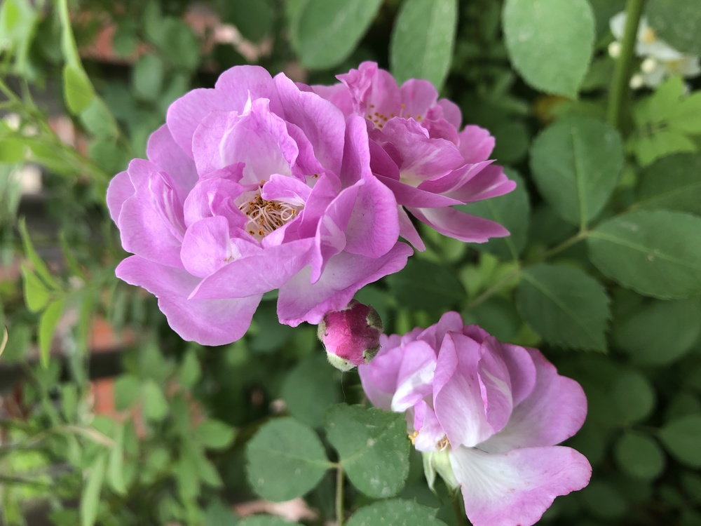 Glaucous Dog Rose,Garden Roses,Cabbage Rose