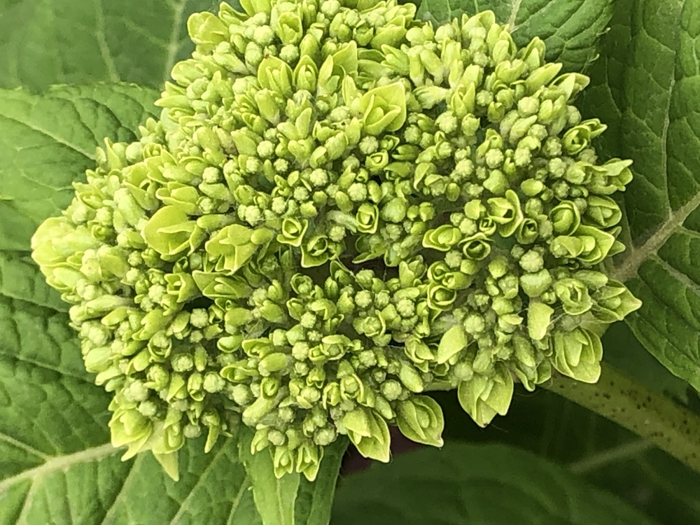 Herbaceous Plant,French Hydrangea,Plants