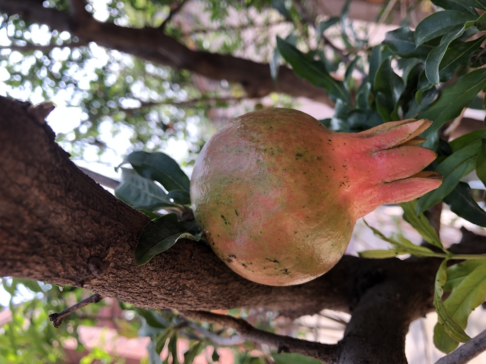 Pomegranate,Fruit Tree,Tree