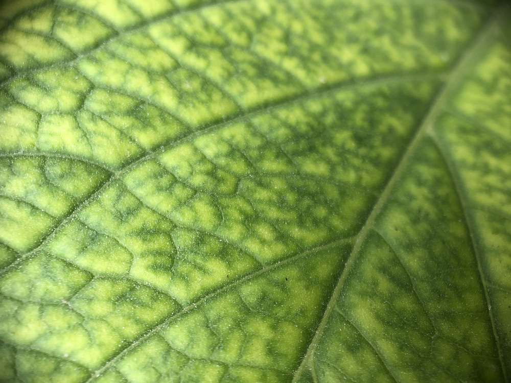 Leaf,Plant Stem,Plant Pathology