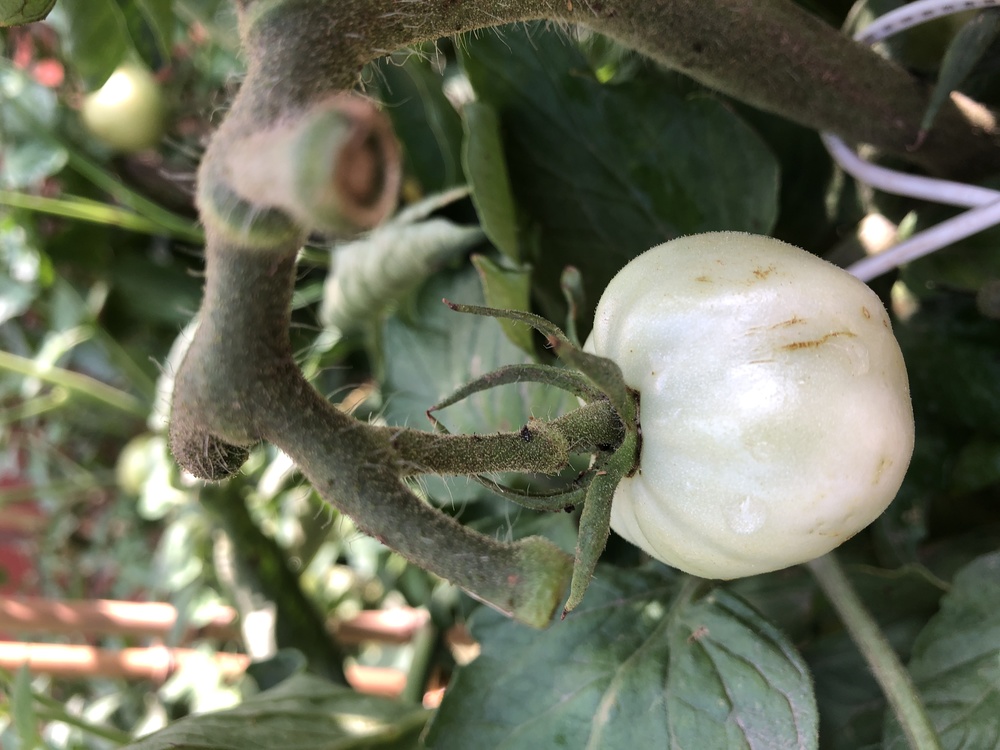 Bush Tomato,Vegetable,Fruit Tree