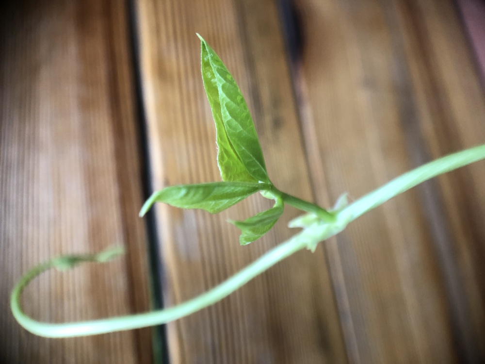 Leaf,Plant Stem,Closeup