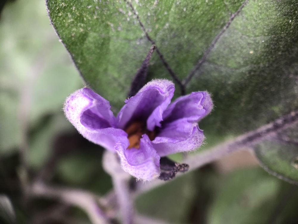 Purple,Viola,Spurflowers