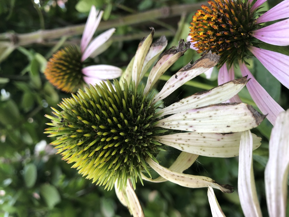 Coneflower,Flower,Others