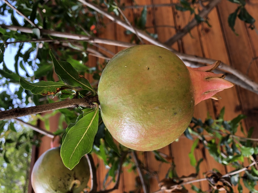 Fruit Tree,Persimmons,Citrus