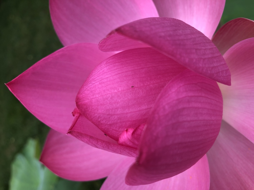 Sacred Lotus,Plant Stem,Herbaceous Plant