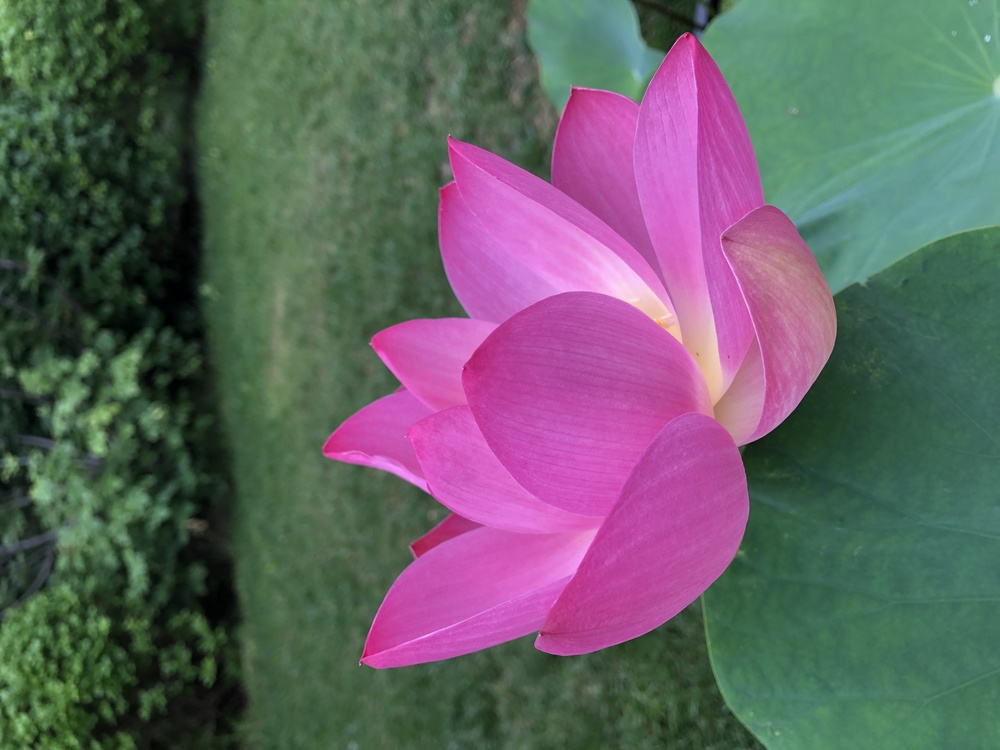 Sacred Lotus,Annual Plant,Leaf