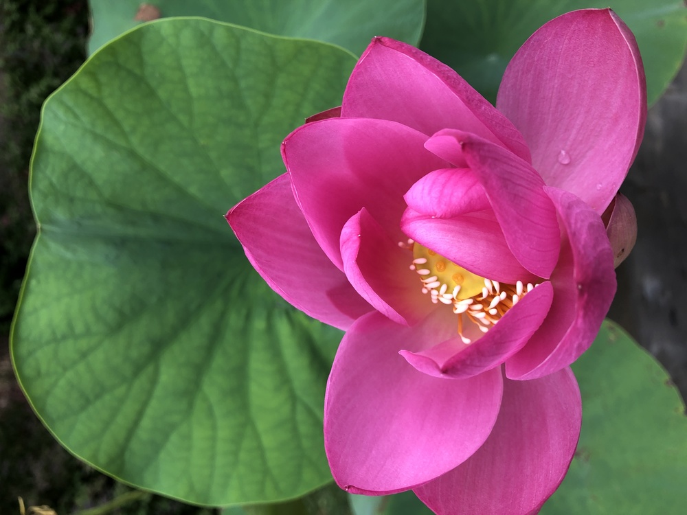 Sacred Lotus,Annual Plant,Closeup
