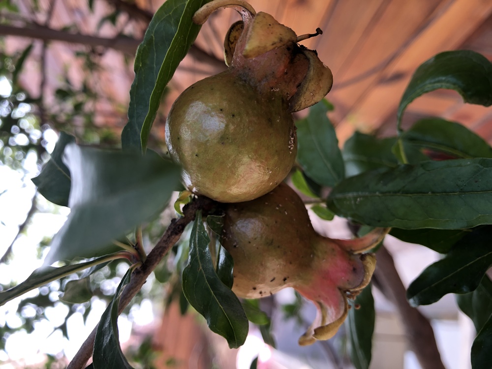Fruit Tree,Loquat,Persimmons