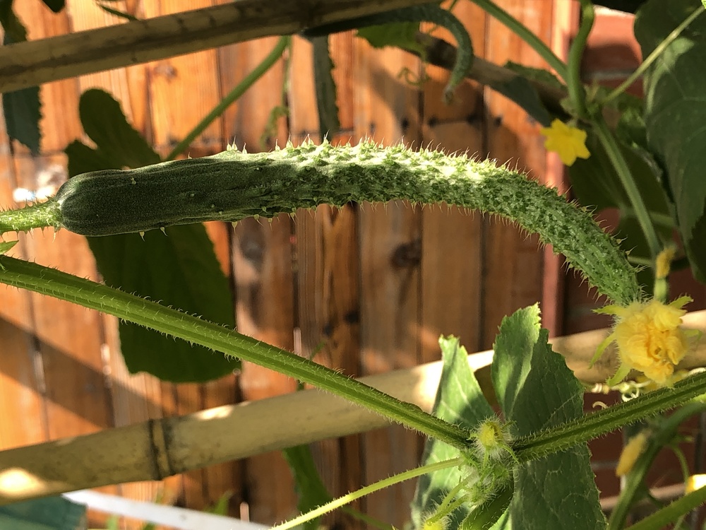 Plant Stem,Cucumber,Melon