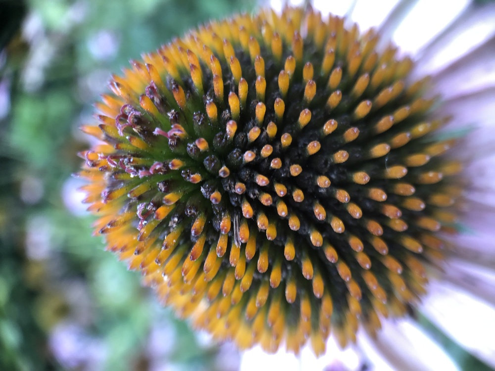 Flower,Pollen,Coneflower