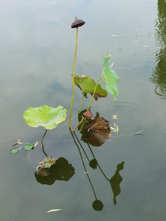 Leaf,Plant Stem,Water Resources