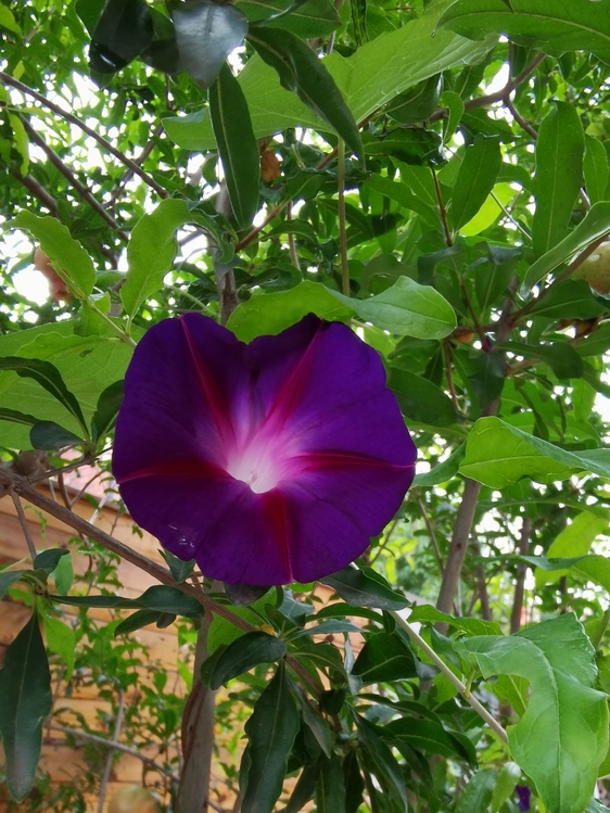 Beach Moonflower,Annual Plant,Purple