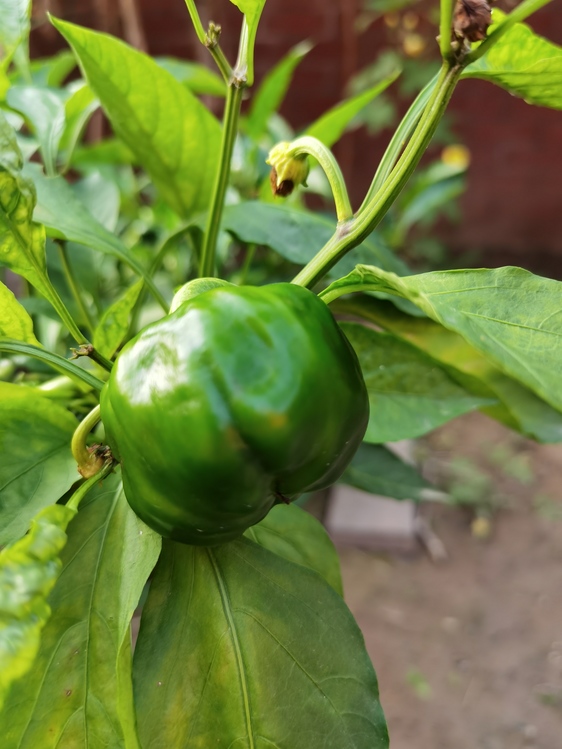 Habanero,Bell Pepper,Tomatillo