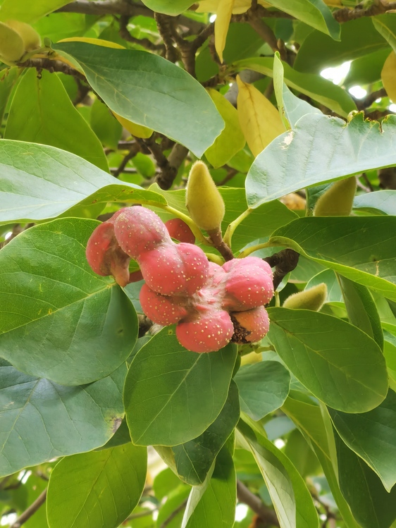Fruit Tree,Fiveflavor Berry,Tree