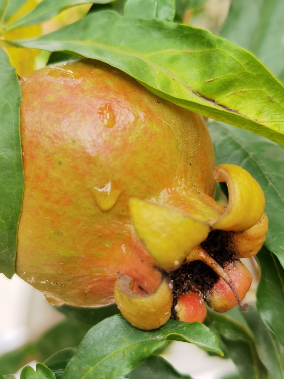 Fruit Tree,Plant Pathology,Persimmons