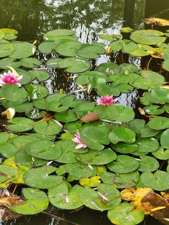 Sacred Lotus,Flora,Vegetation