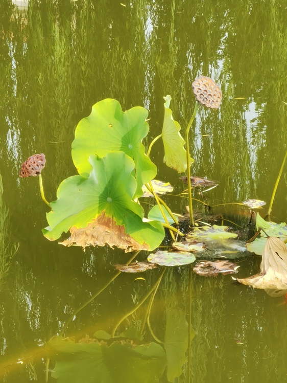 Aquatic Plant,Water,Sacred Lotus