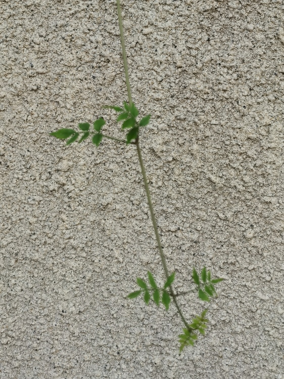 Plant Stem,Leaf,Subshrub