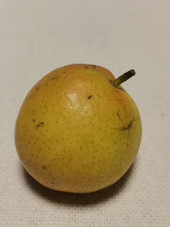 Asian Pear,Citrus,Pear