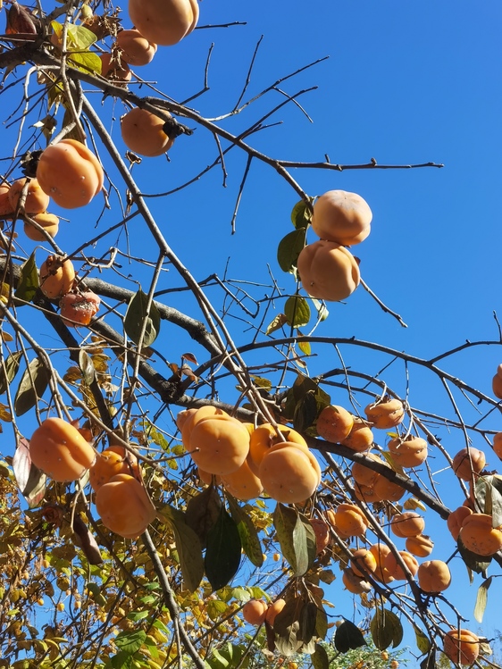 Persimmon,Fruit Tree,Persimmons