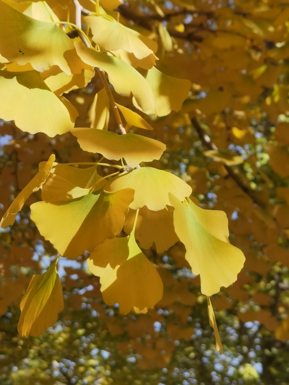 Leaf,Maidenhair Tree,Autumn