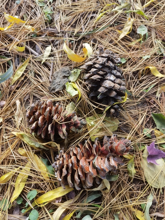 Conifer Cone,Pine Nut,Plants