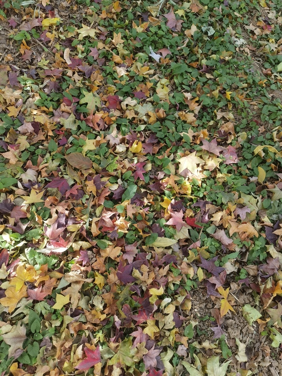 Leaf,Autumn,Deciduous